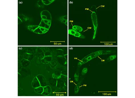 Fluorescence Micrographs Of By2 Cells Expressing Rhgh Egfp And