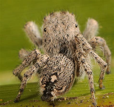 Jumper Habronattus BugGuide Net