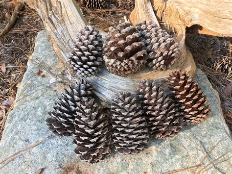 4 Georgia Loblolly Pine Cones 45 Qty