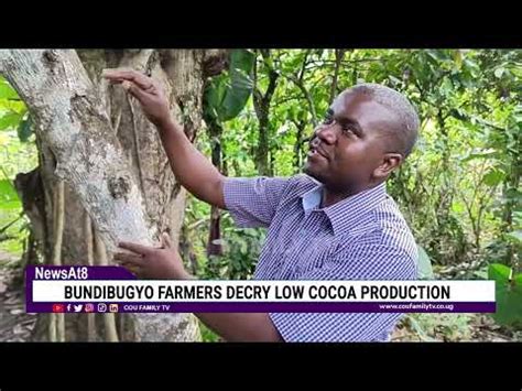 Bundibugyo Farmers Decry Low Cocoa Production Youtube