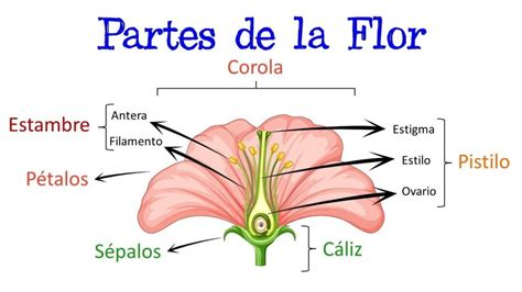 Partes De Una Flor Minimanual