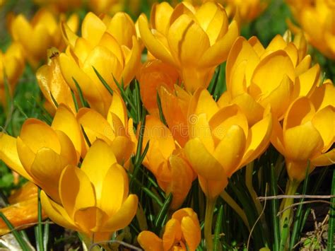 Crocus Large Flowering Golden Yellow Crocus Flavus Known As Yellow