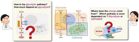 Glycolysis Oxidative Phosphorylation Assay Glycolysis OXPHOS Assay Kit