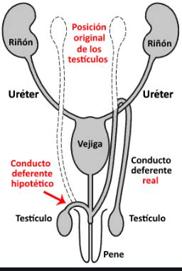 Aparato Reproductor Masculino Caracter Sticas Concepto Y Partes