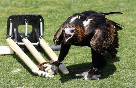 Flying eagle | ESPNcricinfo.com