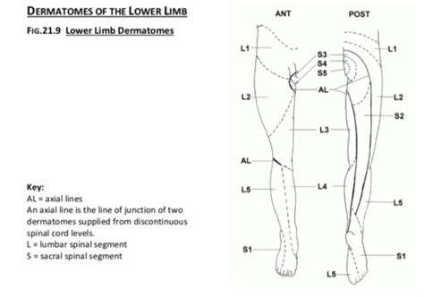 Dissection 20 Superficial Dissection Of The Lower Limb Flashcards Quizlet