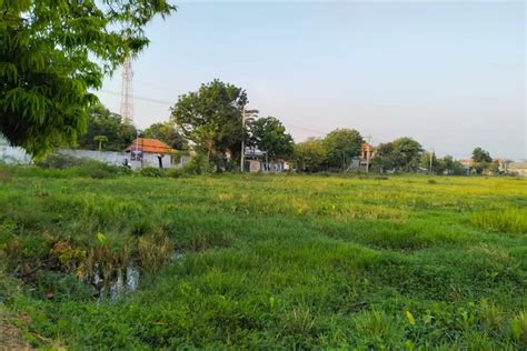 Puluhan Hektar Sawah Bengkok Di Kota Pasuruan Nganggur Akurat Jatim