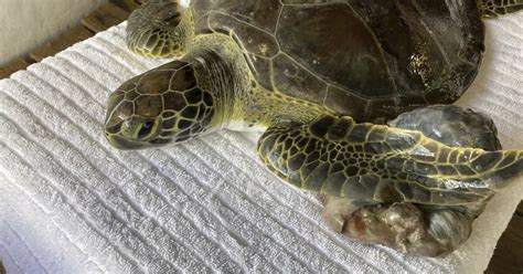 Sea Turtles Released Into Their Natural Habitat After Rehabbing In