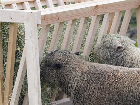 Goat And Sheep Hay Feeder Plan Download Now Etsy