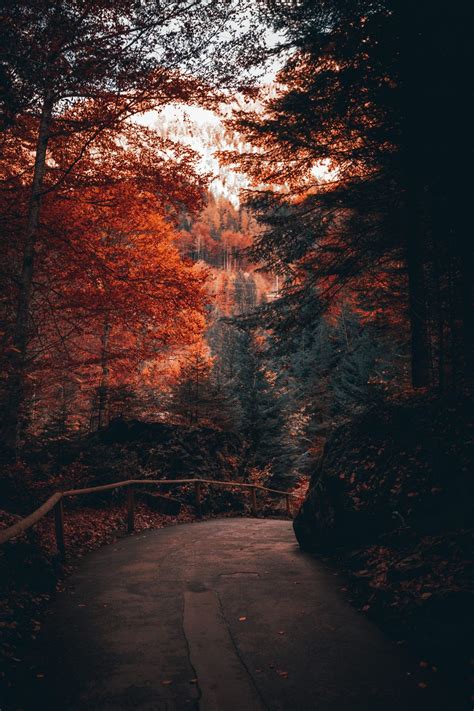 Fall Aesthetic iPhone Wallpapers - Wallpaper Cave