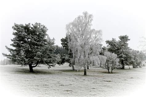 Hoarfrost Trees Grass - Free photo on Pixabay - Pixabay