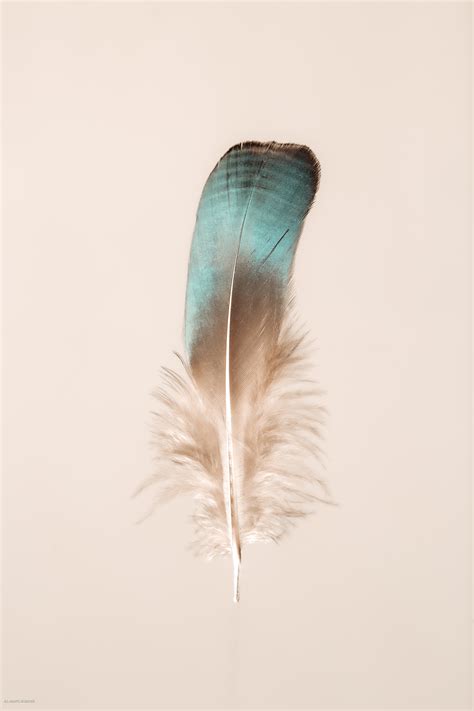 Floating Feathers V Vermont Nathan Larson Photography