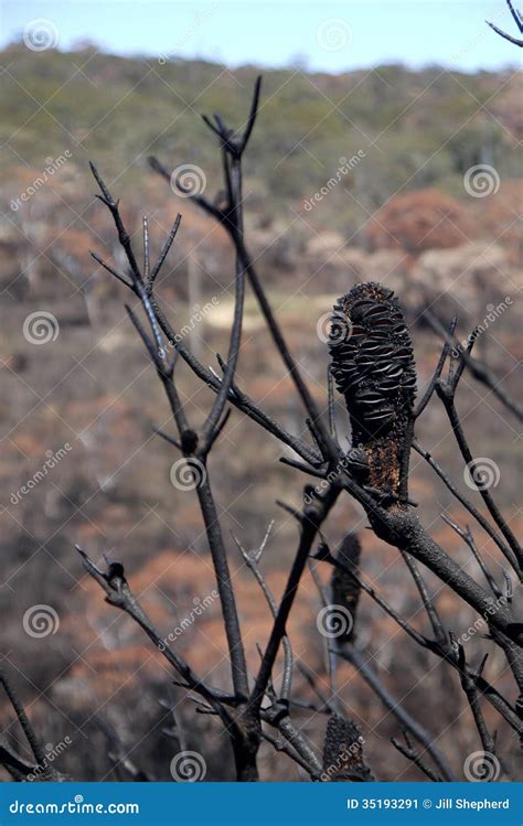 Australia Bush Fire Burnt Banksia Seedpods Close Stock Image Image