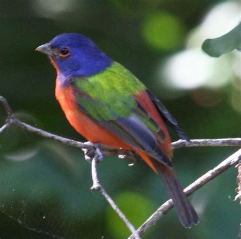 Painted Bunting Passerina Ciris Pabu