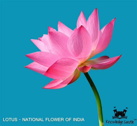 Lotus The National Flower Of India Flowers Plants India