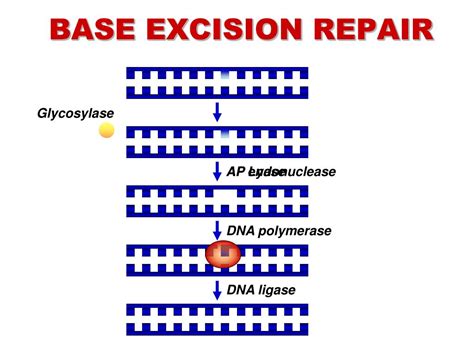 PPT - DNA REPAIR PowerPoint Presentation, free download - ID:5612035