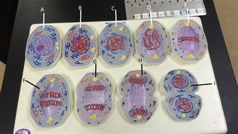 Stages Of Mitosis Flashcards Quizlet