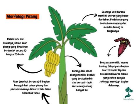 Pohon Pisang Taksonomi Manfaat Dan Jenis Pisang