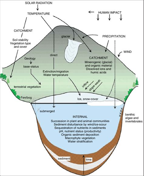 Lake Ecosystem Diagram