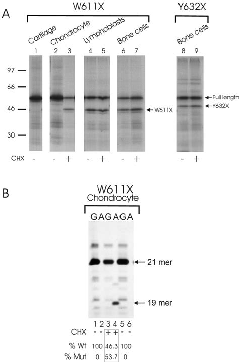 A Protein Truncation Test Ptt Analysis Of Smcd W611x And Y632x Download Scientific