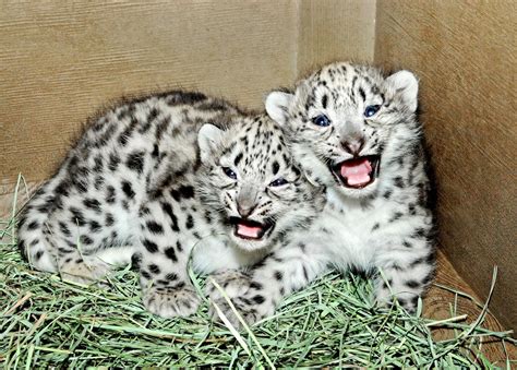 Sneak Peek Meet La Zoos New Snow Leopards Popsugar Pets