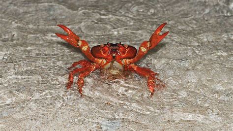 Millions Of Red Crabs Start Their Migration On Christmas Island Bbc Newsround