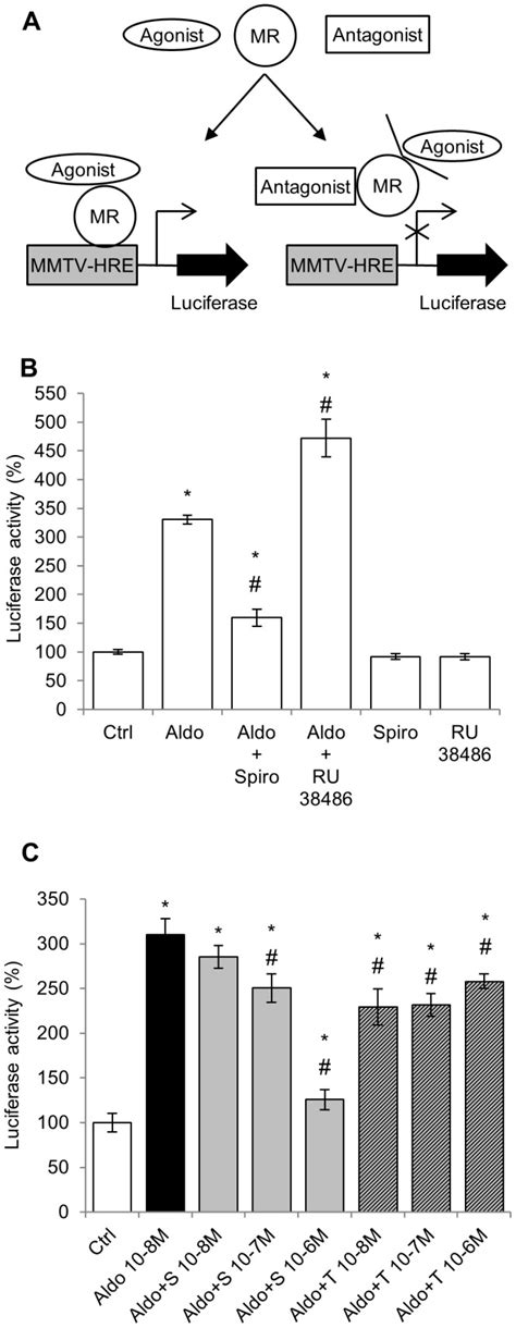 A: The MMTV promoter contains Hormone Response Elements (HRE); the ... 
