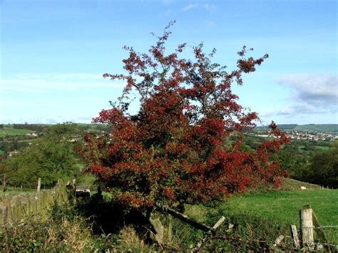 Hawthorn Tree Pictures, Facts & Images on Hawthorn Trees