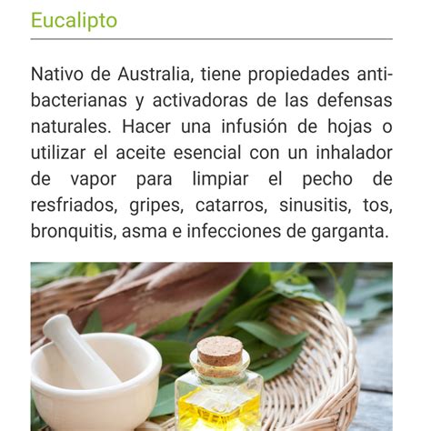 Centro Naturopatico Naturleon Blog Informativo Plantas Medicinales