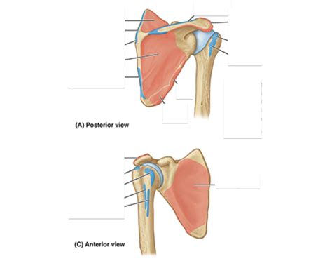 Scapula and Humerus Muscle Attachments Quiz