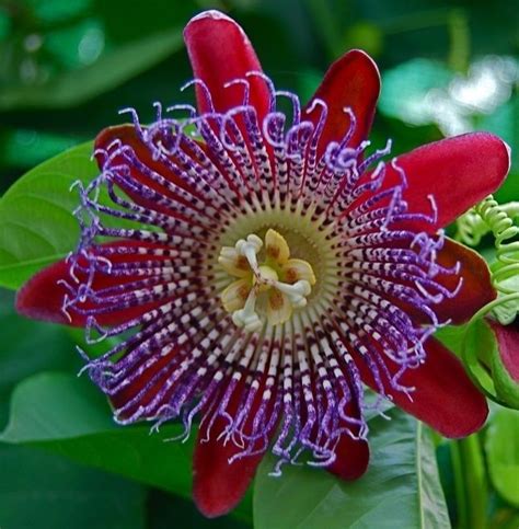 Home And Garden 10 Bright Pink Passion Flower Seeds Passiflora Tropical Climbing Seed Exotic