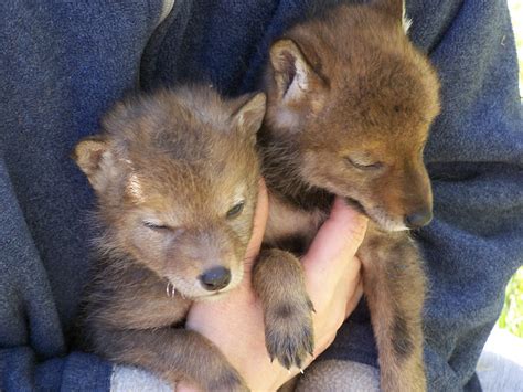 The Laughing Raccoon: The coyote pups move on.