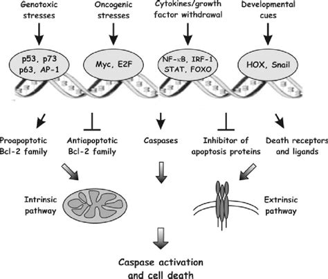 1 Transcriptional Regulation Of Apoptosis Different Stimuli Activate