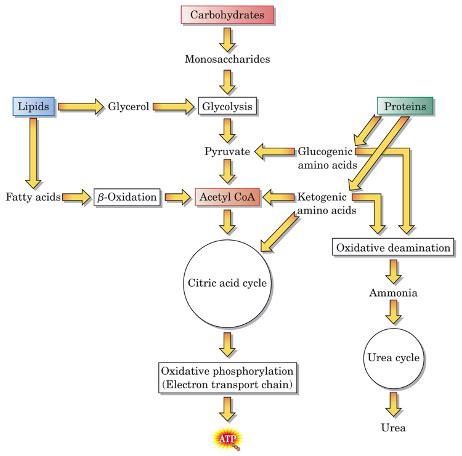 2 Metabolism I Flashcards Quizlet