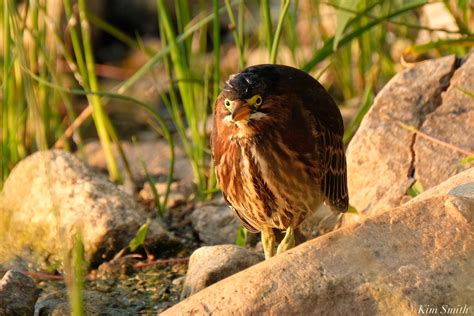 Little Green Heron Gloucester MA copyright Kim Smith – 4 of 9 | Kim