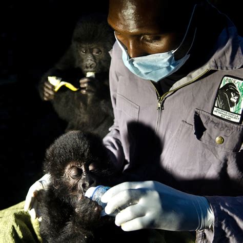 Disease and Trauma in Gorillas - Gorilla Doctors Gorilla Doctors