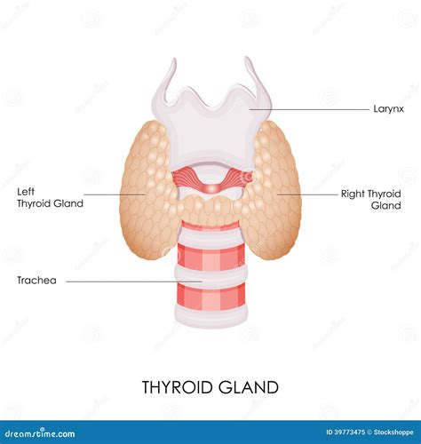 Thyroid Gland Stock Vector Illustration Of Cartilage 39773475