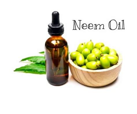 Neem Oil Cold Pressed Pure Neem Oil At Rs Litre Neem Oil