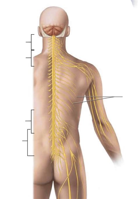 Nerve Plexuses Diagram Quizlet