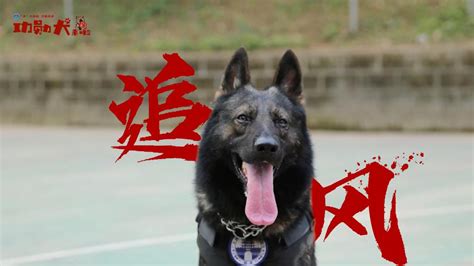 功勋犬来啦丨追踪能手“追风” 新华网