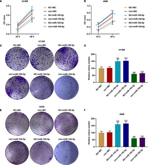 Frontiers Circular Rna Chst Sponges Mir P And Mir P To