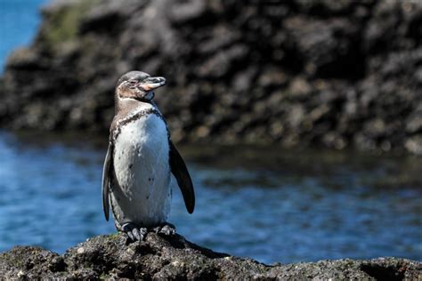 Galápagos Islands Of Miracles Australian Geographic