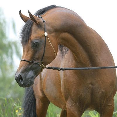 Purebred Arabian Stallions Classicala Farm Michigan Purebred Arabian