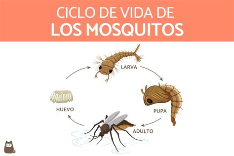 Cómo se reproducen y nacen los mosquitos Ciclo de vida completo