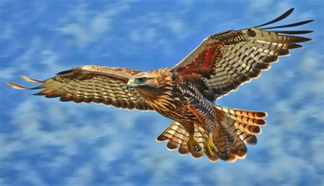 Hawk Identification Guide: Types, Characteristics, And Photos