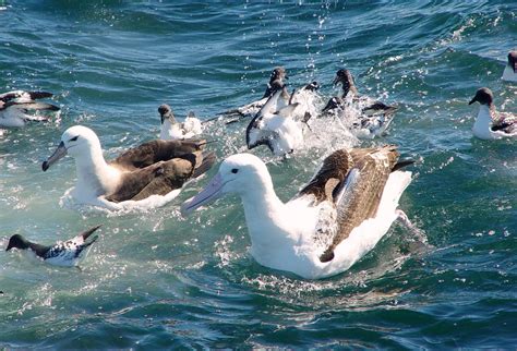 Foto Albatroz Real Diomedea Epomophora Por Dimas Gianuca Wiki Aves