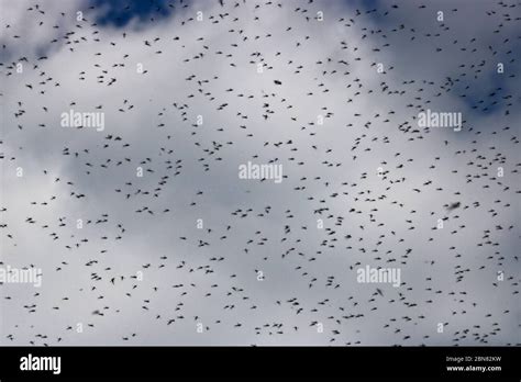 A Huge Number Of Mosquitoes Against A Cloudy Sky Swarm Of Gnats The