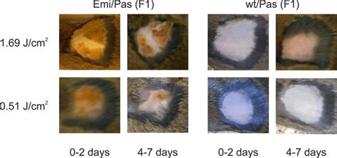 Skin photosensitivity tests. Areas of 1-3 cm 2 on the back of the mice ...