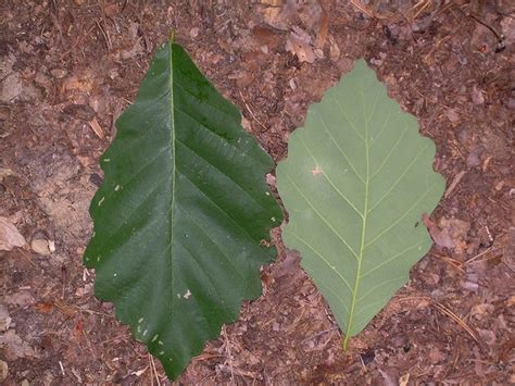 Swamp Chestnut Oak Quercus Michauxii North Carolina Extension