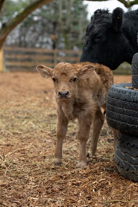 Moooove Over for the Dexters! | Columbus Zoo and Aquarium